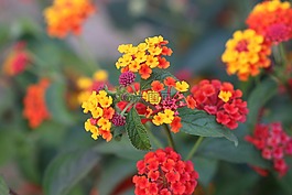 颜色,花卉,黄色