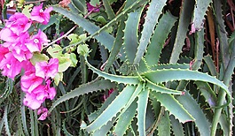 九重葛,鲜花,自然