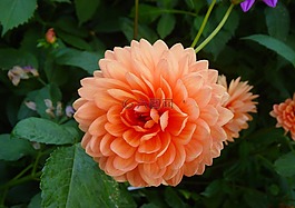 花,花园,植物园
