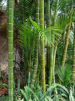竹,巨竹,竹树