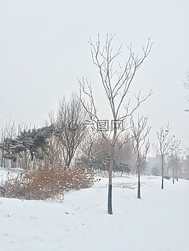 雪地,树,风景