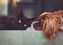 狗,猫,宠物