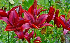 李蕾,紫色,花