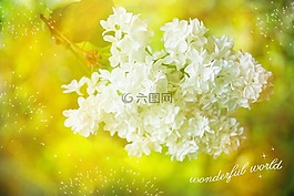 紫丁香,白,开花