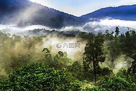 雾林,雾,薄雾