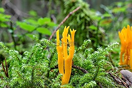 山羊胡子,蘑菇,苔