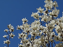 兰花,蓝天,游园