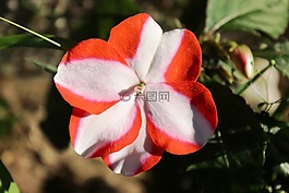 凤仙,花,植物