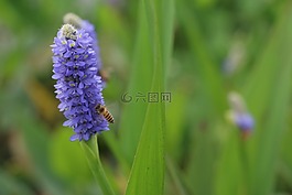 花,微距,蜜蜂
