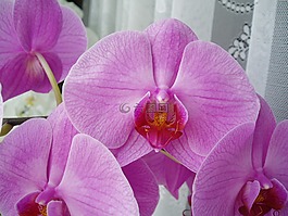 鲜花,兰花,绽放