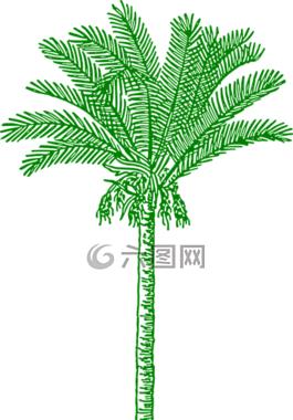 palmtree,叶子,海滩