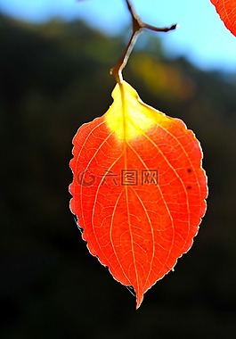 。秋,秋天的树叶,背光