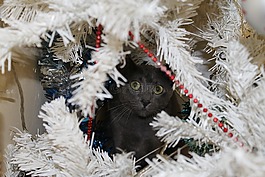 猫,灰色的猫,圣诞树