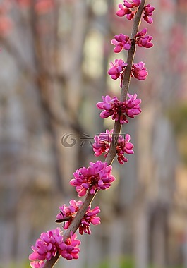 一串紫色花,紫荆花,花