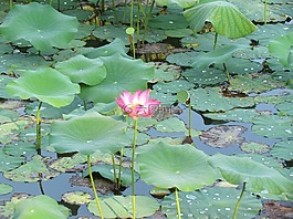 花,湖,自然