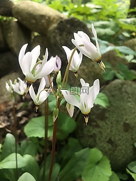 花,白,洁白的花朵