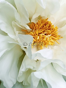 花,白,洁白的花朵