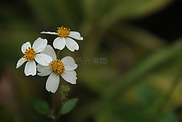 野花,点,小清新
