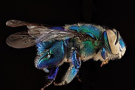 兰花蜂,特写,昆虫
