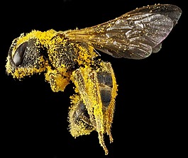 汗蜂,花粉,特写