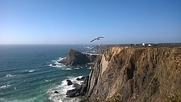 海鸥,坡,悬崖