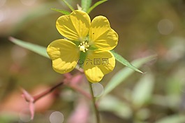 花,自然,弗洛尔
