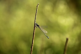 娘,蓝尾豆娘,线虫