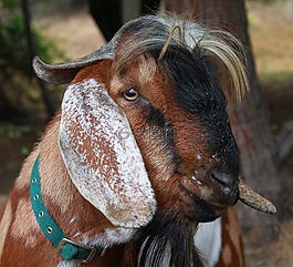 山羊,billygoat,fa