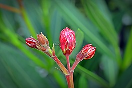 夹竹桃,芽,花