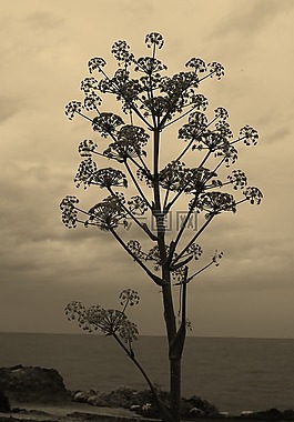 插针,科西嘉,景观