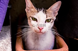 猫,可爱,眼睛
