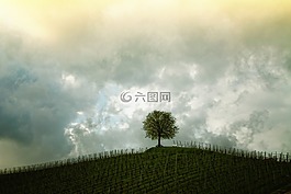树,希尔,葡萄藤