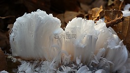 冰霜花,haarijs,冰