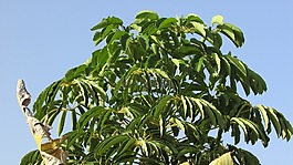 枇杷叶,枸杞子,树