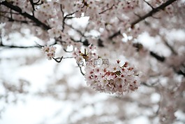 春天,樱花盛开,樱花