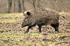 野猪,森林,树