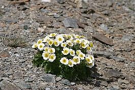 新仙女木 octopetala,花,开花