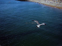 布赖顿,海鸥,海