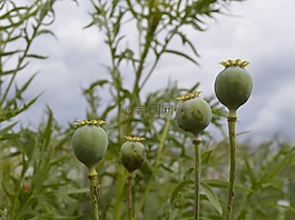罂粟,封装,罂粟胶囊