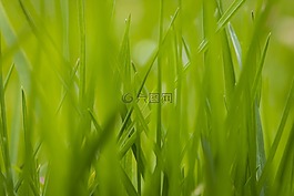 草,绿草,特写