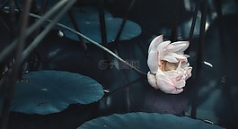 荷花,水池,夏日