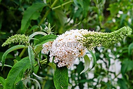 花,紫丁香,白