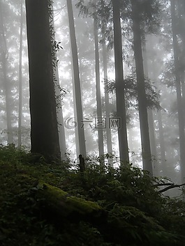朦朧之美,山林,樹林