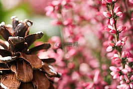 松球,自然,希瑟