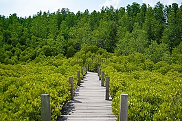 金领域,勇,泰国