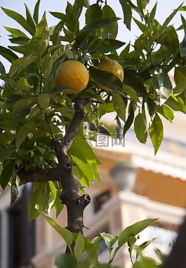 柠檬,limone,柑橘