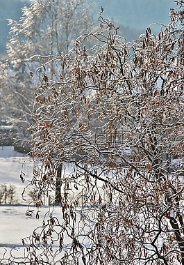 雪域牧场,寒冬,雪