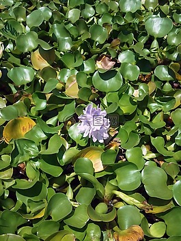 浮萍花图片 浮萍花素材 浮萍花模板免费下载 六图网