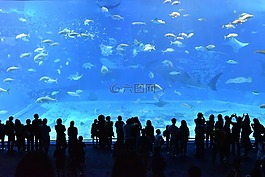 美丽水族馆,水族馆,水箱