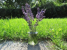 熏衣草,草,花束